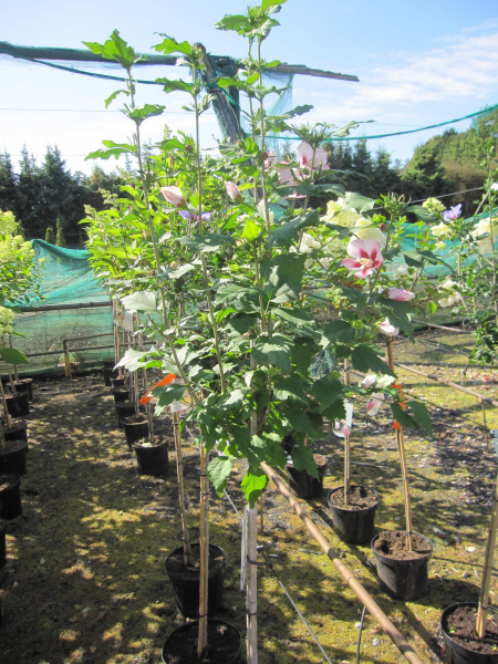 Hibiscus syriacus Pink Giant 2