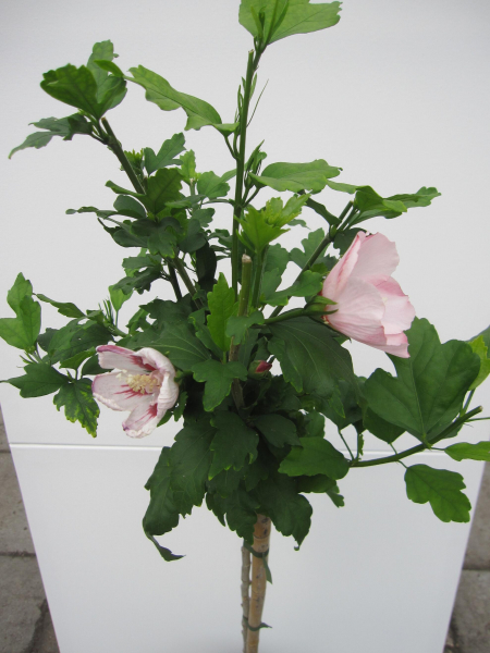 Hibiscus syriacus Hamabo 4