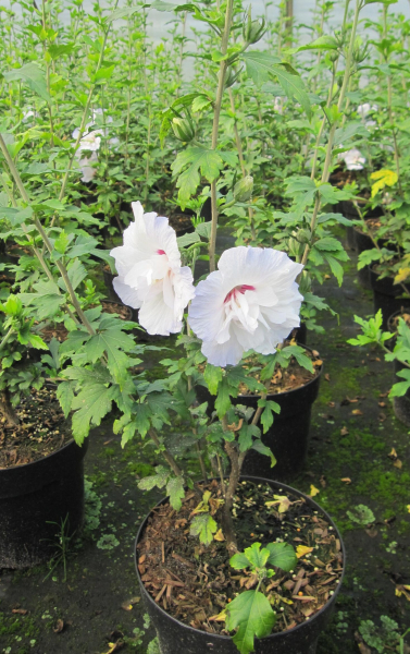 Garteneibisch Igloo 2