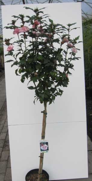 Hochstamm Garten-Eibisch Miss Silvia 3
