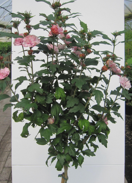 Hochstamm Garten-Eibisch Miss Silvia 2