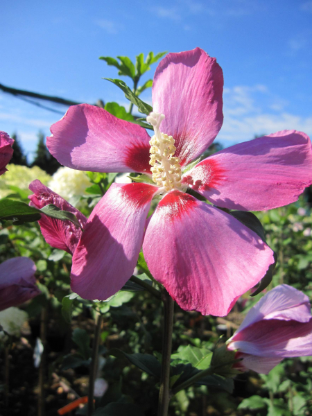 Hibiscus syriacus Pink Giant 1