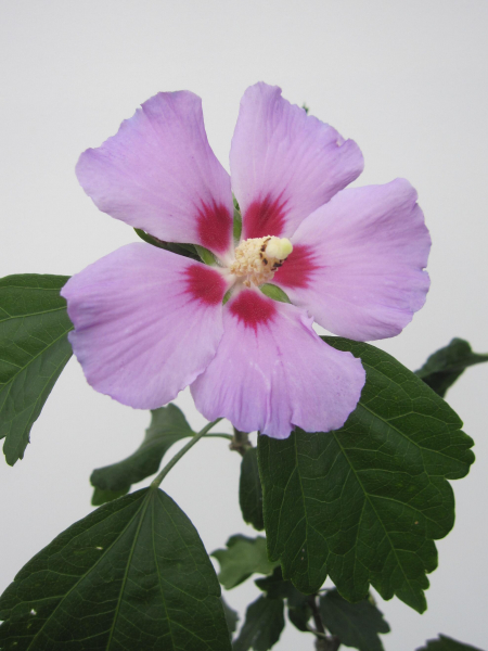 Hochstamm Garten-Eibisch Russian Violett 1