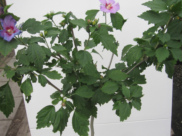 Hochstamm Garten-Eibisch Russian Violett 3