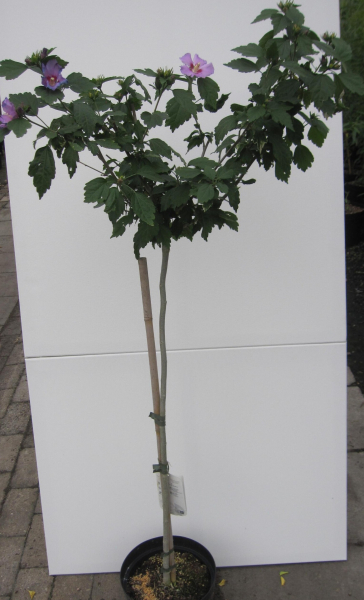 Hochstamm Garten-Eibisch Russian Violett 2