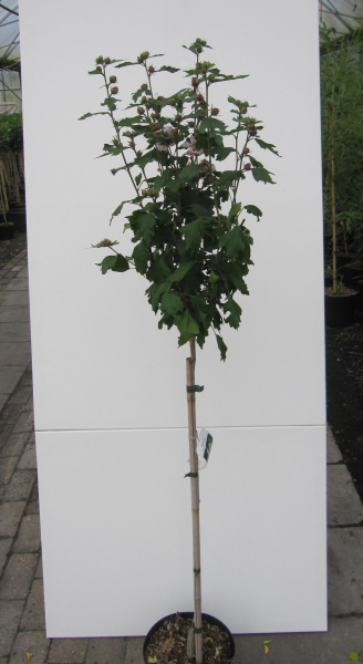 Hochstamm Garten-Eibisch Speciosus 3