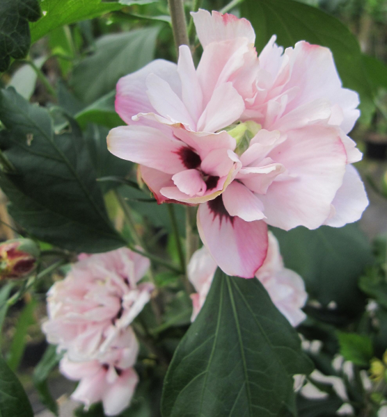 Hochstamm Garten-Eibisch Speciosus 1