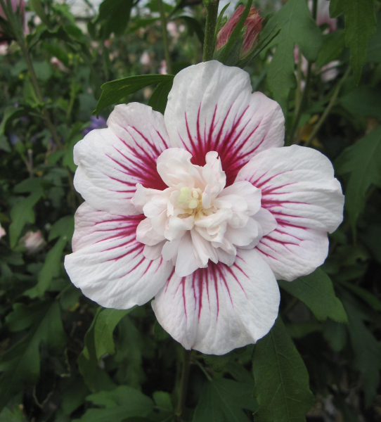 Hochstamm Garten-Eibisch Starburst Chiffon 1