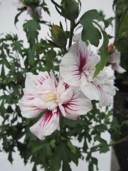 Hochstamm Garten-Eibisch Starburst Chiffon 4