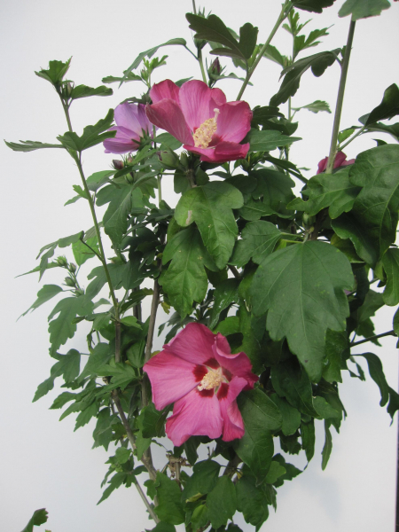 Hochstamm Garten-Eibisch Woodbridge 1