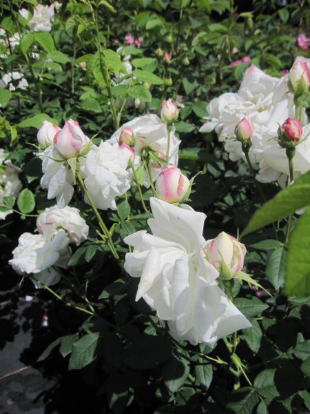 Historische Rose Mme Plantier  3