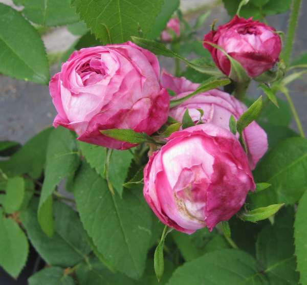 Historische Rose Yolande d'Aragon 2