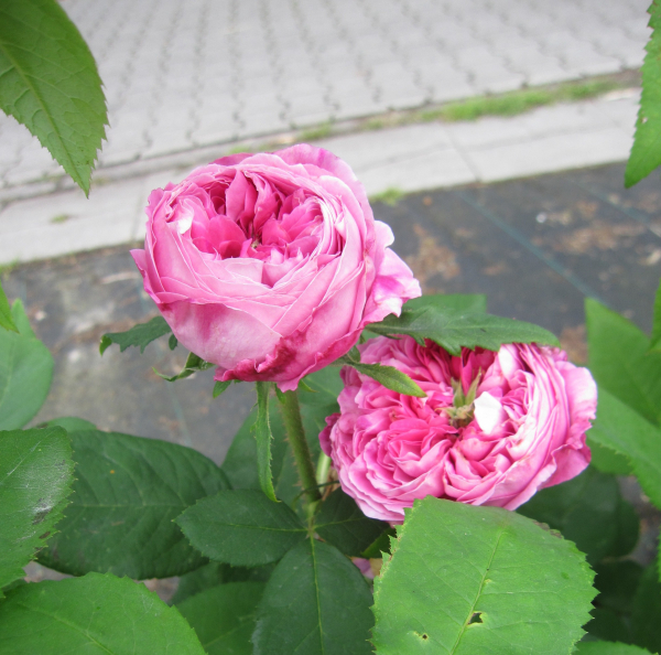 Historische Rose Yolande d'Aragon 1