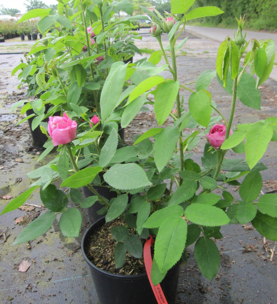 Historische Rose Yolande d'Aragon 3