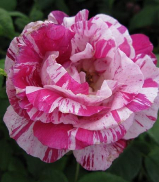 Strauchrose Ferdinand Pichard