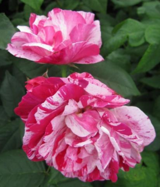 Strauchrose Ferdinand Pichard