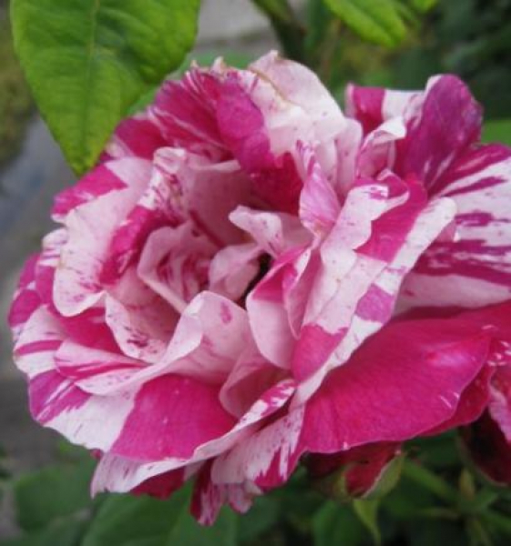 Strauchrose Ferdinand Pichard