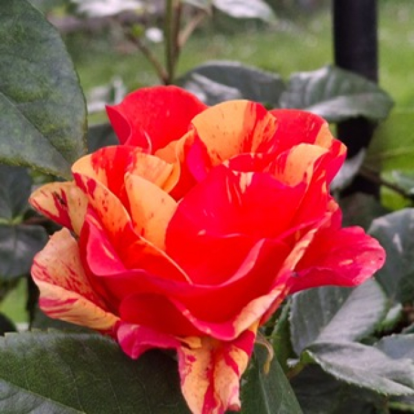 Hochstammrose Lollipop 1