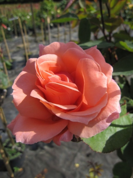 Hochstammrose Blessings