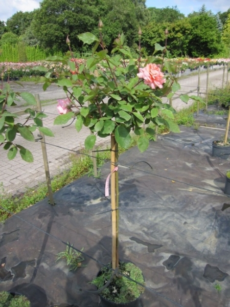 Hochstammrose Blessings