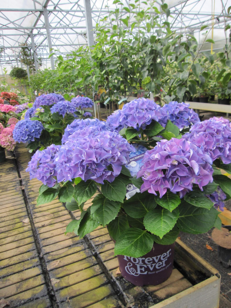 Hydrangea macrophylla Forever & Ever 2