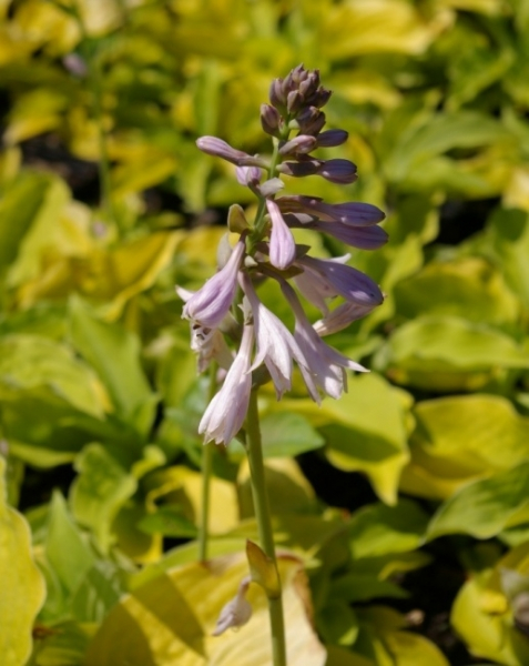 Hosta elata 1