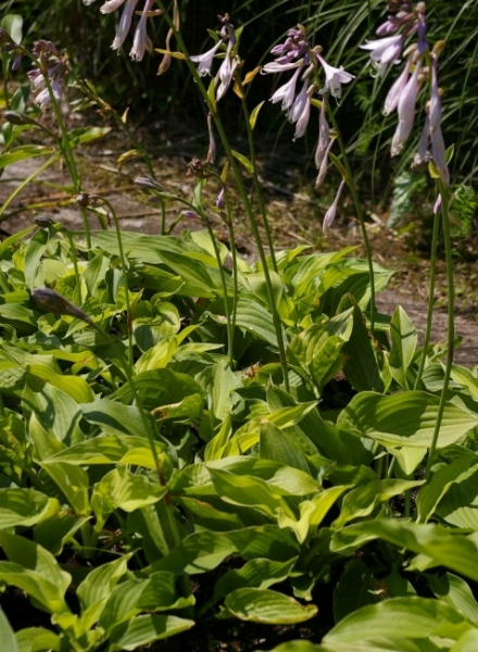 Hosta fortunei Aurea 1