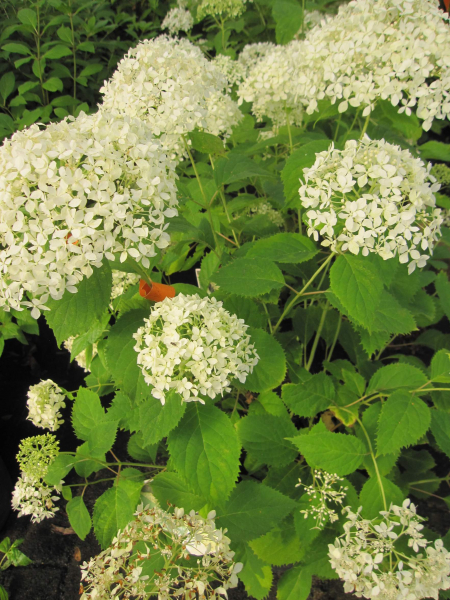 Hydrangea arborescens Bella Ragazza ® Limetta 1