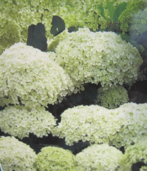 Hydrangea arborescens Hill of Snow 1