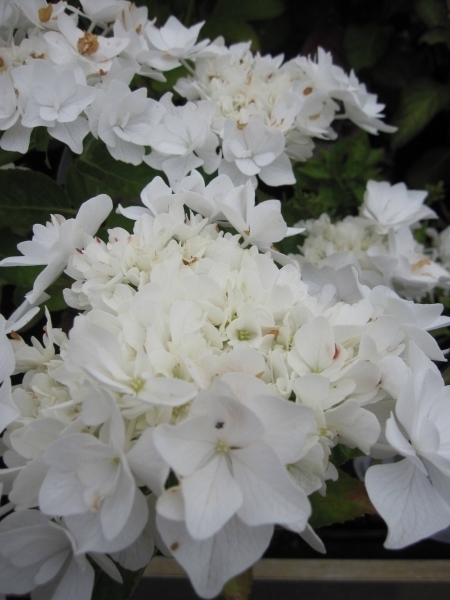 Hydrangea macrophylla beautensia Coco 1