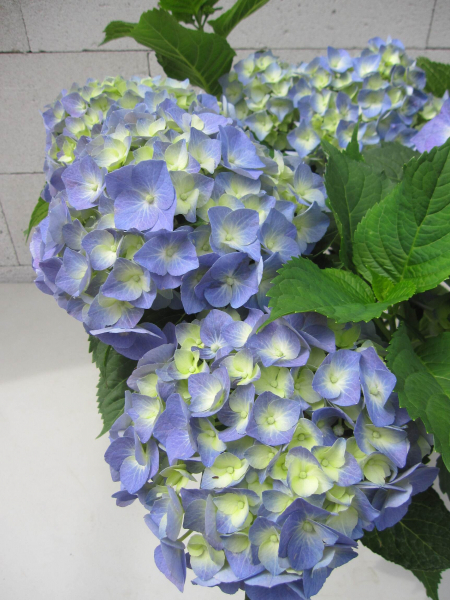 Hydrangea macrophylla Bela ® Blue 1