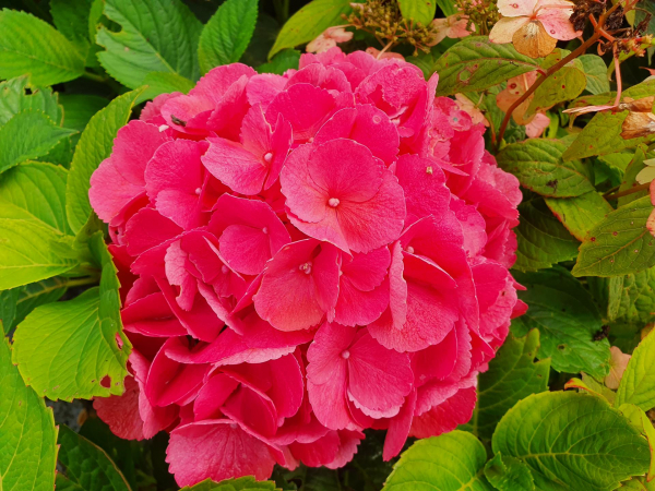 Bauernhortensie Red Baron  1