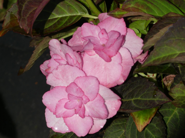 Hydrangea macrophylla Miss Saori
