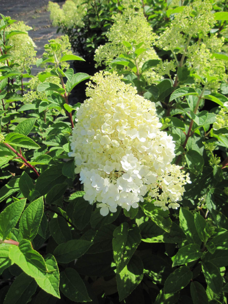 Hydrangea paniculata Little Fresco 1