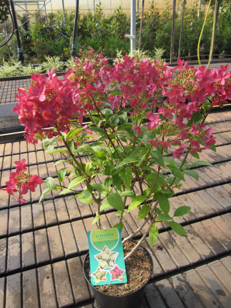 Hydrangea paniculata Petite ® Star 5