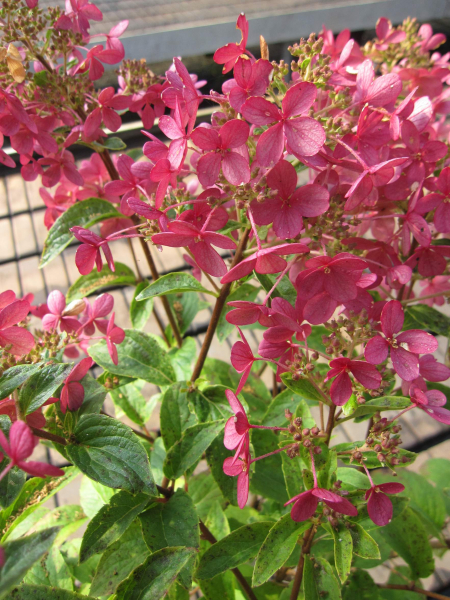 Hydrangea paniculata Petite ® Star 4