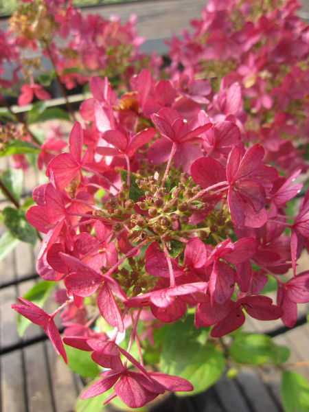 Hydrangea paniculata Petite ® Star 3
