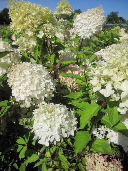 Hydrangea paniculata Phantom 3