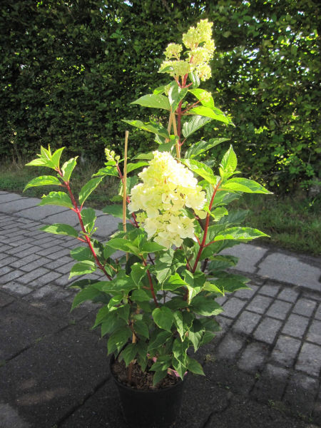 Hydrangea paniculata Phantom 4