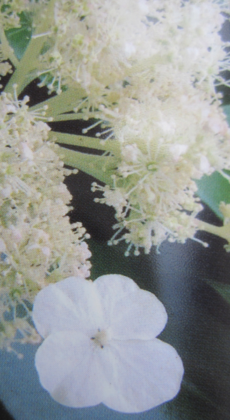 Immergrüne Kletterhortensie 3