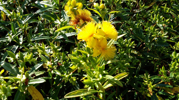 Hypericum Buttercup