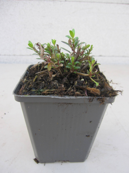Hyssopus officinalis Roseus 2