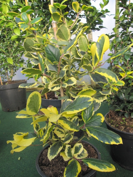 Ilex aquifolium Golden van Tol2