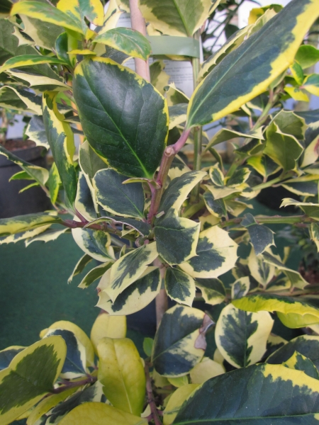 Ilex aquifolium Golden van Tol1