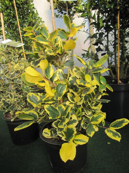 Ilex aquifolium Golden van Tol2