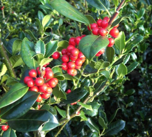Ilex aquifolium J.C. van Tol 1