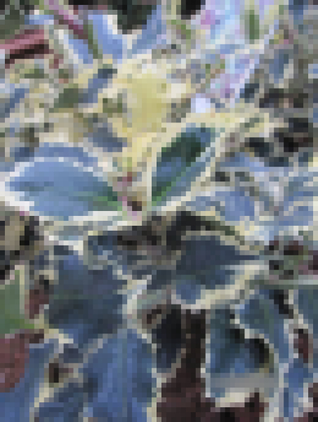 stechpalme höhe Ilex crenata main image 1