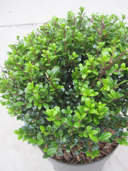 Formschnitt Berg-Ilex Glorie Dwarf Kugel 1