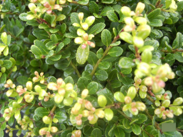 Ilex crenata Glorie Gem