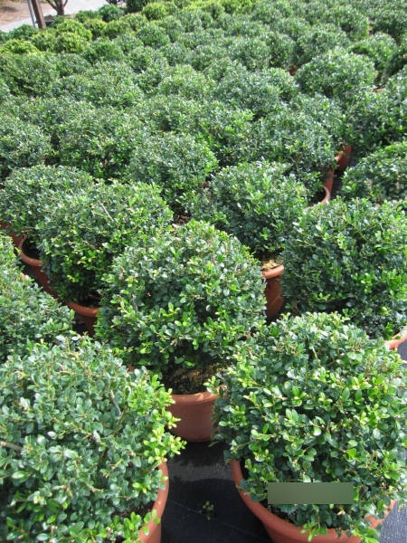 Berg-Ilex Glory Gem Kugel3